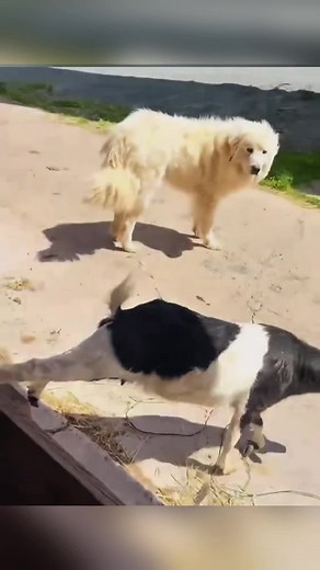 Fainting sheep #funnyvideo #fypツ #tik_tok #farm #funn #cute #happy