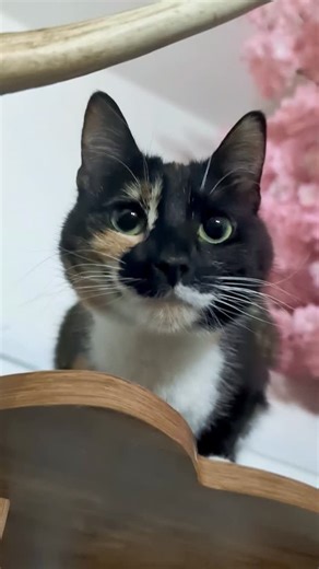 🌳🐾🐈‍⬛ #adoptdontshop #catcafe #lincoln #lincolnshire #coffeecat #cats #coffeeshop #catstagram #cafecat #visitlincoln #visitengland #localbusiness #rescuecat #catsofinstagram #lovelincoln #independentbuisness #coffeecatslincoln | Coffee Cats Lincoln