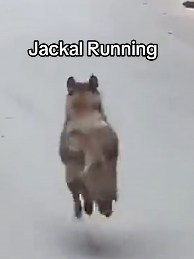 Jackal Running in the Wild: A Stunning Encounter