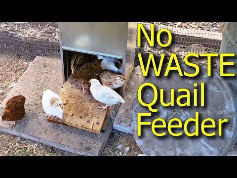 I Converted a Chicken Treadle Feeder into a NO WASTE Quail Feeder