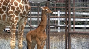 370K views · 15K reactions | In Limestone, Tennessee, what might be the rarest giraffe on Earth has been born. David Muir reports on the three-week old baby giraffe, who was born without spots. https://trib.al/Bt0QXs7 | ABC World News Tonight with David Muir | Facebook