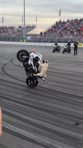 One wheel. Full focus. Lucas makes it look effortless. 🐶🔥#pug #puglove #wheelie #motorcycle #viral