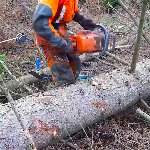 Skillful delimbing a tree | Florenc Sokoli �