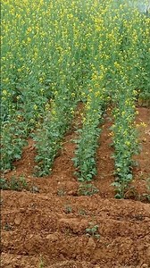 sprinkler irrigation method in mustard
