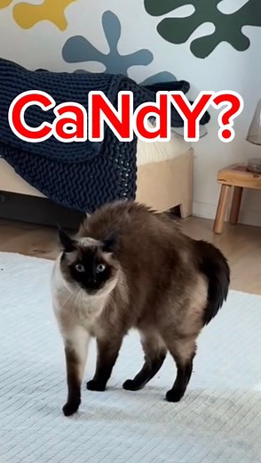 Talking cat reacts to CANDY. #bagagwa #cat #catsoffacebook #weird SHE FOUND MY HALLOWEEN CANDY. | Merv The Cat