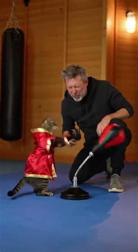 Cat vs. Punching Bag: The Ultimate Showdown! #cats # shorts #cute #funny