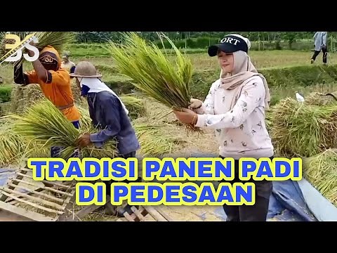 PROSES PANEN PADI SECARA MANUAL/TRADISIONAL || Manual or tradisional rice harvesting