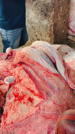 The processing of beef brisket is underway.