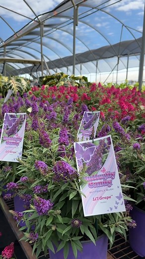 Our sweet treats are hitting garden centers just in time for the weekend with bright blooms, fragrant vibes, and pollinators incoming! 🦋💨 Head to a store near you and grab your favorite variety for a garden full of joy and tasty butterfly treats 🍭 Don't forget to tag us in your Butterfly Candy sightings! 📸 | Butterfly Candy