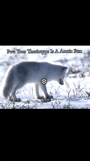 I love arctic foxes :) #arcticfox #Therian #snow #fyp