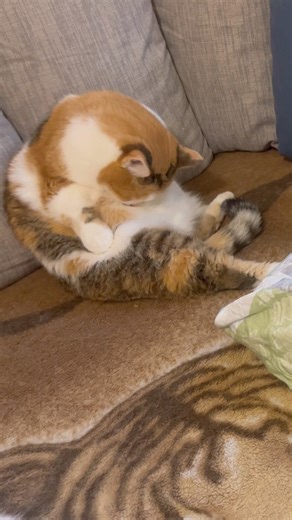 Purring Cat sound for Relaxation. Sweet Cat purring. Cat video for relaxation #purr #relaxation