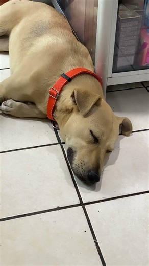 #mascotas #cachorrosdivertidos #pets #perritos #canilla #cachorro #cachorros