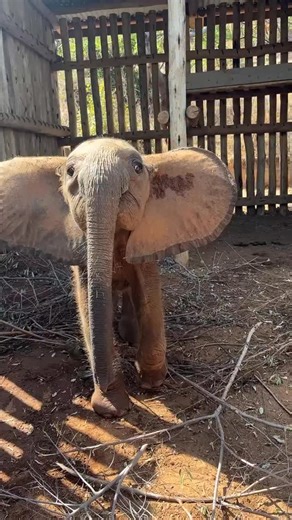 This was the day Daba was rescued. He was still quite skittish and shy, but starting to understand that he was finally in safe hands. — Daba’s Rescue • Part 2/3 With confirmation that he was very much alone, KWS greenlit a rescue. The team kept the calf calm while heavy machinery was brought over from Lali HQ. He was gently lifted into the bucket of a backhoe, which then placed him on a trailer that was driven by tractor to headquarters. From there, the little orphan was brought to our nearby Vo