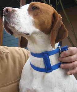 Scruffy Guider Collar