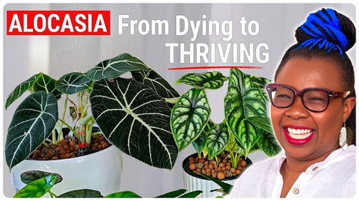 Alocasia Plant Care Guide: How to Stop Your Alocasia from Dying