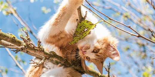 Rêves et prémonitions : qu'est-ce que ça signifie quand je rêve de chats ?