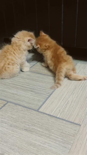 #cat #cute#momo&coco ki saitani#cutekittys #babyanimal