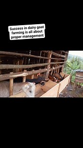 Dairy goat farming is one of the most profitable businesses in the farming sector. However, for goats to be fully productive, they require proper feeding, housing, health care, and well-managed breeding in order to produce high-quality milk and other dairy products such as yogurt and cheese. #fblifestyle #farmlife #dairygoats | Kienyeji Chicken Centre