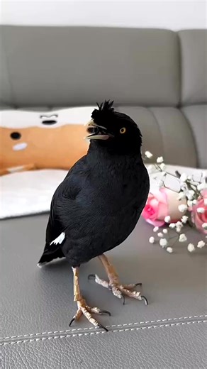 315K views · 14K reactions | Cute Myna can singing ✨ #singbird #breakbird #birds #birdsarefine #commonhillmyna #birdsspeak #birding #animal #birdwatching #pet #birdssotalented #會說話的鳥 #reelsfb #talkingbird #birdsofinstagram | Daily Birds | Facebook