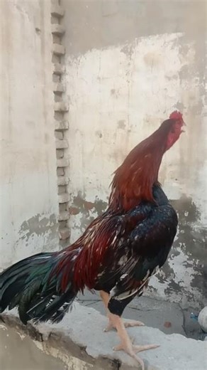 The Ultimate Guide to Decoding Chickens