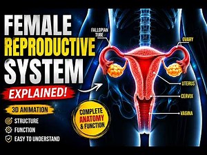 Female Reproductive System EXPLAINED 🧬 | 3D Animation | How It Works #medical #science #anatomy