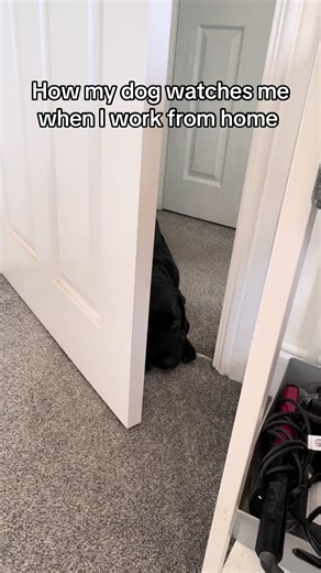 🥹🥹 #springador #dog #doggo #dogtok #dogsvideo