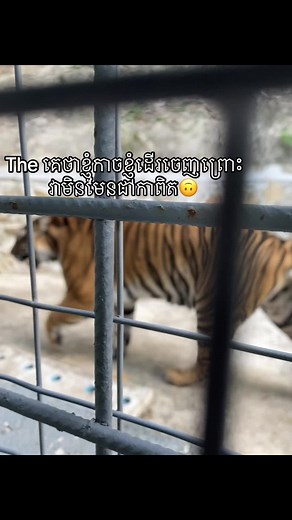 Adult Tiger Observing in Enclosure
