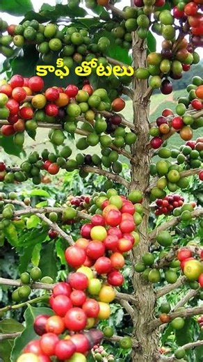 AP TET + DSC 10th, Class Short 174 In Telugu#shorts