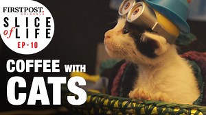 43K views · 506 shares | Watch how this Cat Café Studio in Mumbai lets you cuddle up with a feline while you sip your chai! bit.ly/SOL_CatCafe | Firstpost | Facebook