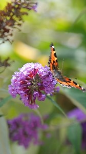 When was the last time you saw a Small Tortoiseshell? Once a common and familiar sight in the UK, this beautiful butterfly has suffered ongoing declines since the 1970s. 📉 This year's Big Butterfly Count saw the average number of Small Tortoiseshells counted fall by a massive 74% from the previous year, with a decline of 59% since the Count began 14 years ago. We want to see a future where butterflies and moths can thrive forever and for everyone. Join our calls for the government to take urgen
