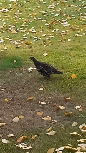 Ruffed Grouse #birdwatching
