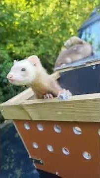 micro ferrets weasel ferrets for sale