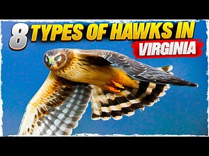 8 Types of Hawks in Virginia (with Pictures)