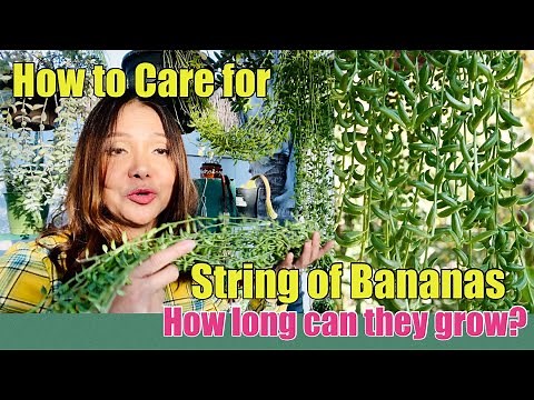 How to Care for String of Bananas | Senecio Radicans how long can they grow | Succulents by Vonny |
