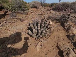 Kokerboom forest Nieuwoudtville