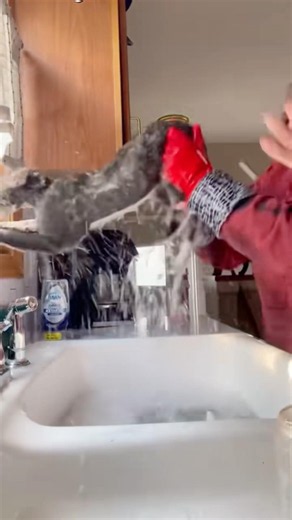 How To Bathe Your Cat WITHOUT DYING #goodtoknow #vet #medicine #educational #funfacts #lifehacks