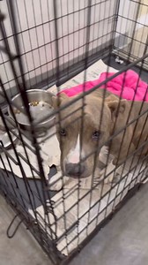 1.3K views · 60 reactions | Good things come in small packages. May we present the ultimate small package…Lil Shug! All 35 lbs of her are safe with us!! Thanks for the getaway ride @kristen_pate #LilShug濾 #pocketpitbull | A Purposeful Rescue | Facebook