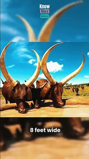 Ankole Watusi – Africa’s Iconic Horned Cow