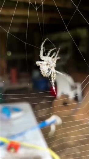 “This Tarantula Is Climbing AND Spinning a Web at the Same Time! 😱🕷️”