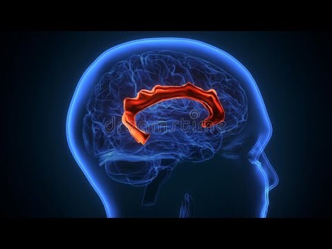 Part 2 Cingulate System