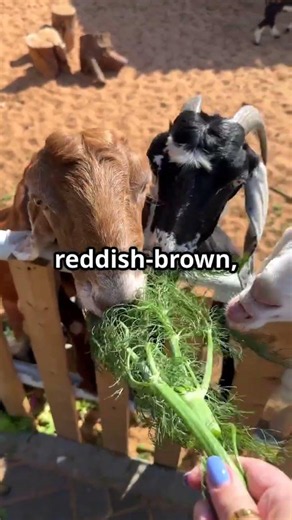 meet the anicient Damascus goat: "The luxury cheese goat "