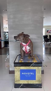 65K views · 1K reactions | Get yourself a Luxurious staycation with your furbabies at Novotel Suites Manila at Acqua located at Mnadaluyong City. For every Pawsome staycation Novotel will be donating ₱100 to Philippine Animal Walface Society (PAWS) in helping furry friends. #alltogether #lightandloveatnovotel #yourtimeyourway | Love it Girl | Facebook