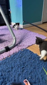 Kittens introduction to cat ball. They’ll learn how to play this week. #Catsoffacebook #floof #catlover #cats #fosterkittens Be sure to follow for daily updates 😻 | Whole Bunch of Cats