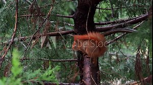 Eurasian red squirrel (Sciurus vulgaris) in a tree