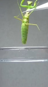 Horse Hair Worm inside Mantis 😳 | Mind Feeder