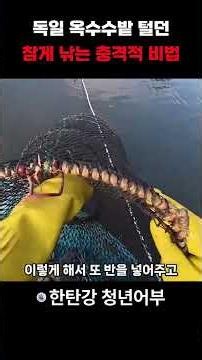 The Shocking Secret to Catching the Chinese Mitten Crabs Raiding German Cornfields