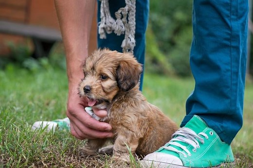 New Puppy Checklist: Gear You'll Need for Your New Dog