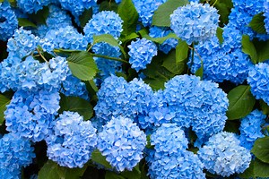 Blue hydrangeas: Five tips to intensify colour and enhance your garden - Netmums