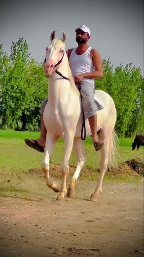 Relaxed Horse Riding in Scenic Outdoor Setting