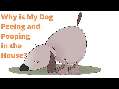 Why Do Dogs Start Peeing and Pooping in the House? Inappropriate Elimination in Dogs by Dr. Eric